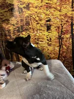 Green, a male American Bully for sale in Montpelier, OH – Photo 4 of 4