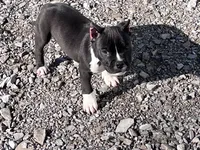 Green, a male American Bully for sale in Montpelier, OH – Photo 3 of 4