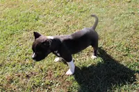 Green, a male American Bully for sale in Montpelier, OH – Photo 1 of 4