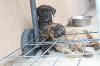 Molly 🎀 (ears cropped, microchip, vaccine) , a female Perro de Presa Canario for sale in Lemoore, CA – Photo 4 of 6