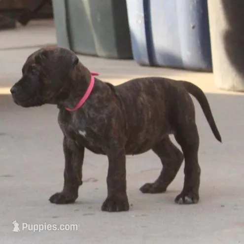 Molly 🎀 (ears cropped, microchip, vaccine) , a female Perro de Presa Canario for sale in Lemoore, CA – Photo 3 of 6
