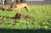 Molly 🎀 (ears cropped, microchip, vaccine) , a female Perro de Presa Canario for sale in Lemoore, CA – Photo 5 of 6