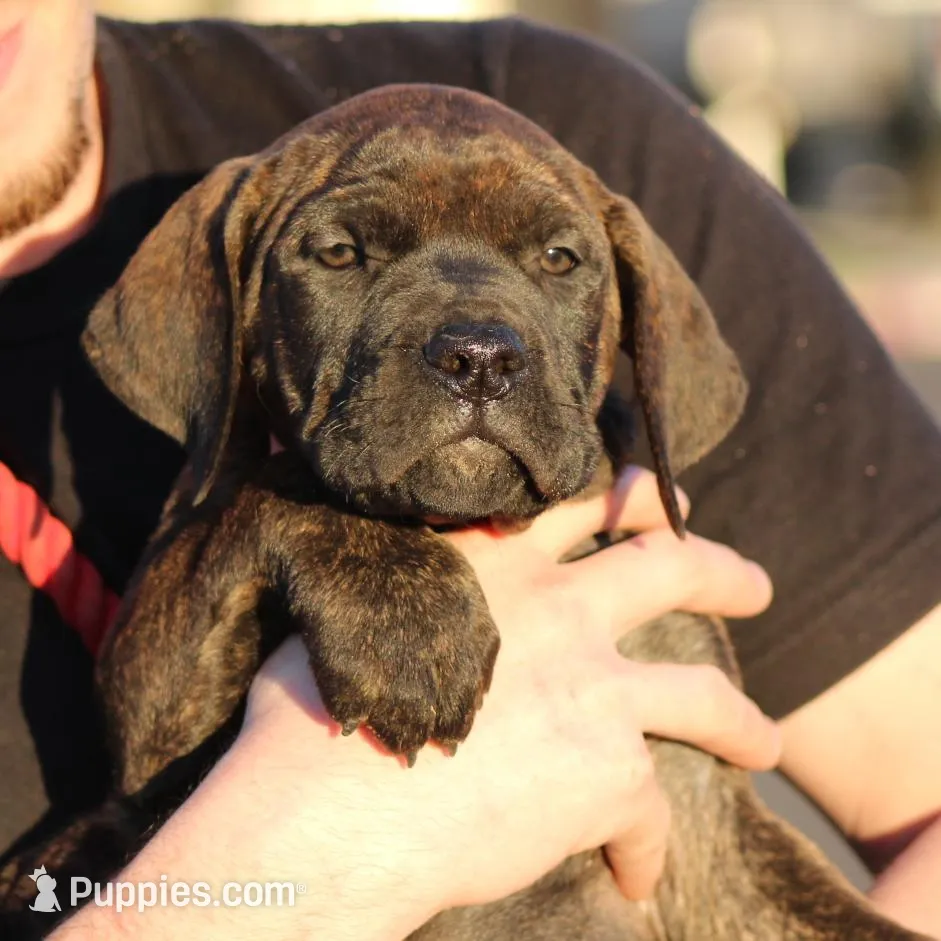 Molly 🎀 (ears cropped, microchip, vaccine) , a female Perro de Presa Canario for sale in Lemoore, CA – Photo 2 of 6