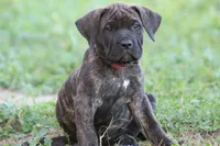Molly 🎀 (ears cropped, microchip, vaccine) , a female Perro de Presa Canario for sale in Lemoore, CA – Photo 1 of 6