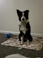 Hazel, a female Australian Shepherd for sale in Jasper, IN – Photo 4 of 4