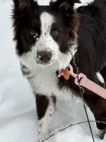 Hazel, a female Australian Shepherd for sale in Jasper, IN – Photo 2 of 4