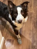 Hazel, a female Australian Shepherd for sale in Jasper, IN – Photo 3 of 4