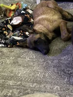 Daisy , a female Belgian Malinois for sale in Ridgely, TN – 3 of 3