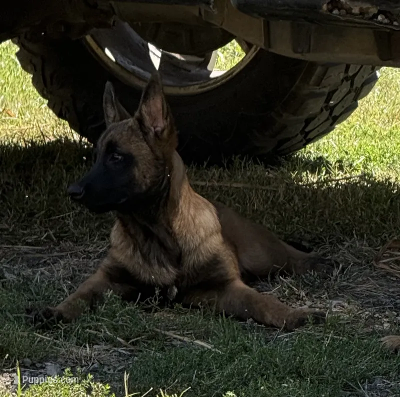 Daisy  – Belgian Malinois puppy for sale in Ridgely, TN