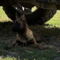 Daisy , a female Belgian Malinois for sale in Ridgely, TN – 1 of 3