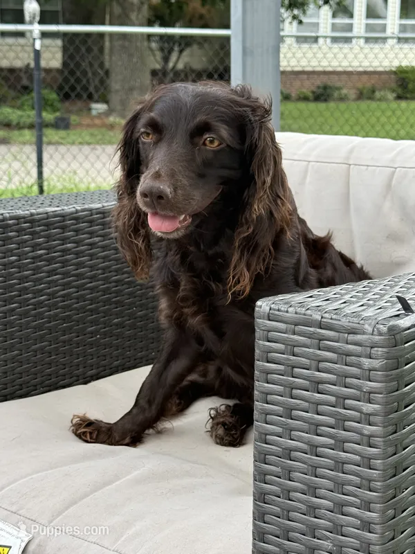 Boykin  – Boykin Spaniel puppy for sale in Ridgely, TN