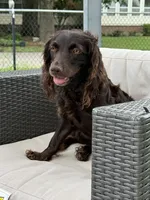 Boykin , a male Boykin Spaniel for sale in Ridgely, TN – 1 of 4