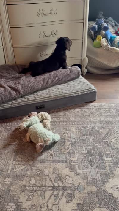 Boykin , a male Boykin Spaniel for sale in Ridgely, TN – 4 of 4