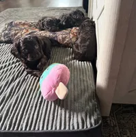 Boykin , a male Boykin Spaniel for sale in Ridgely, TN – 3 of 4