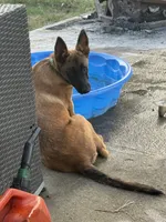 Daisy , a female Belgian Malinois for sale in Ridgely, TN – 2 of 3
