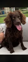 Boykin , a male Boykin Spaniel for sale in Ridgely, TN – 2 of 4