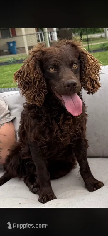 Willie  – Boykin Spaniel puppy for sale in Ridgely, TN