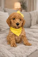 Cami Marie, a female Miniature Goldendoodle for sale in Orlando, FL – Photo 1 of 3