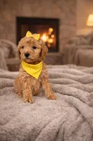 Cami Marie, a female Miniature Goldendoodle for sale in Orlando, FL – Photo 3 of 3