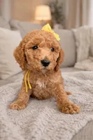 Cami Marie, a female Miniature Goldendoodle for sale in Orlando, FL – Photo 2 of 3