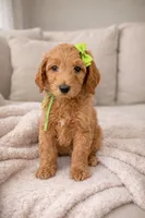Sophie Mae, a female Miniature Goldendoodle for sale in Orlando, FL – Photo 1 of 3