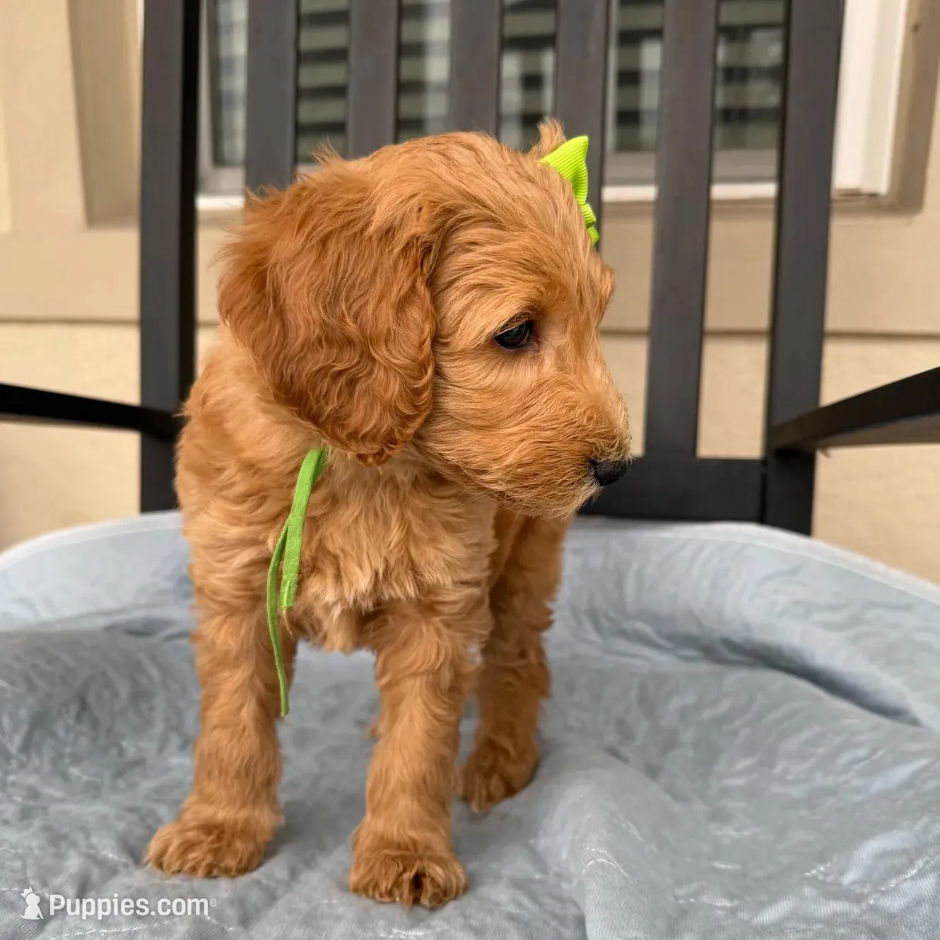 Sophie Mae, a female Miniature Goldendoodle for sale in Orlando, FL – Photo 3 of 3