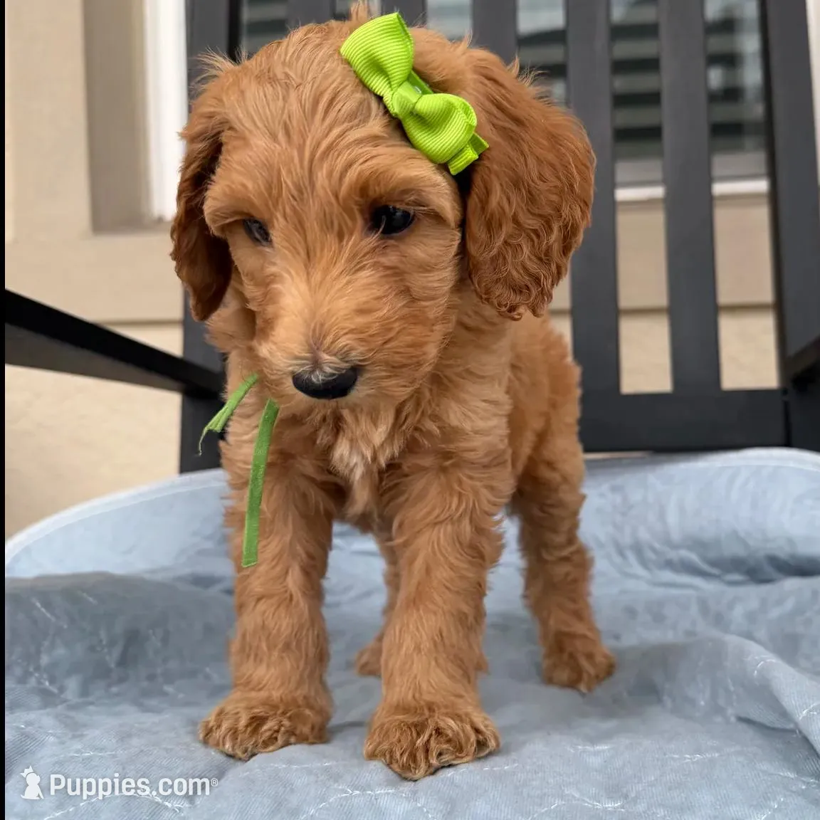 Sophie Mae, a female Miniature Goldendoodle for sale in Orlando, FL – Photo 2 of 3