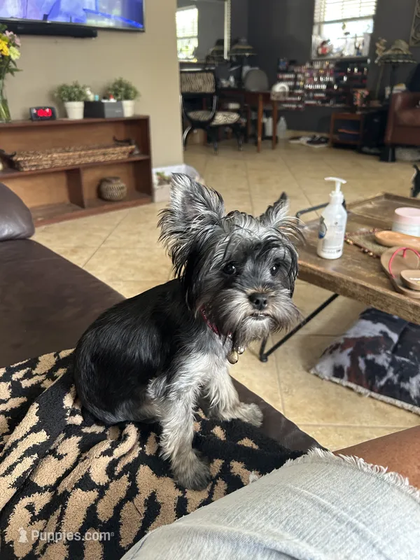 Ella – Yorkshire Terrier puppy for sale in Tampa, FL