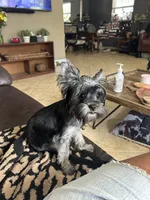 Ella, a female Yorkshire Terrier for sale in Tampa, FL – 1 of 4