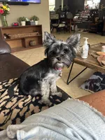 Ella, a female Yorkshire Terrier for sale in Tampa, FL – 2 of 4