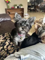 Ella, a female Yorkshire Terrier for sale in Tampa, FL – 4 of 4