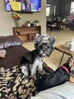 Ella, a female Yorkshire Terrier for sale in Tampa, FL – 3 of 4