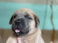 Rocky, a male Cane Corso for sale in La Center, WA – 2 of 4