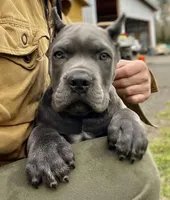 Romeo, a  Cane Corso for sale in Washington, WA – Photo 9 of 10