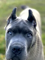 Romeo, a  Cane Corso for sale in Washington, WA – Photo 2 of 10