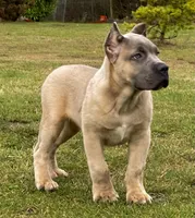 Romeo, a  Cane Corso for sale in Washington, WA – Photo 5 of 10