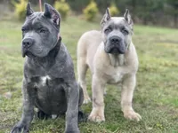 Romeo, a  Cane Corso for sale in Washington, WA – Photo 10 of 10