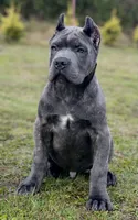 Romeo, a  Cane Corso for sale in Washington, WA – Photo 7 of 10