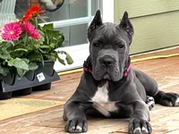Romeo, a  Cane Corso for sale in Washington, WA – Photo 6 of 10
