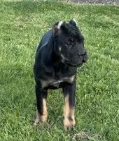 Elenor, a female Cane Corso for sale in Washington, WA – 2 of 5