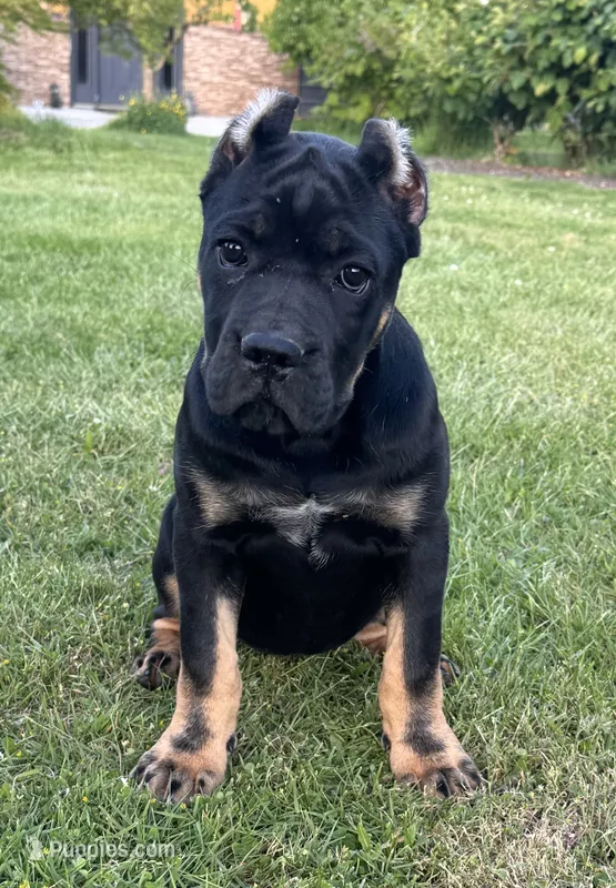 Elenor – Cane Corso puppy for sale in Washington, WA