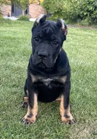 Elenor, a female Cane Corso for sale in Washington, WA – 1 of 5
