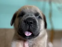 Rocky, a male Cane Corso for sale in La Center, WA – 4 of 4