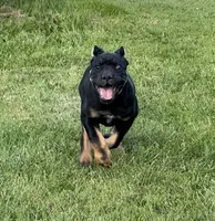 Elenor, a female Cane Corso for sale in Washington, WA – 3 of 5