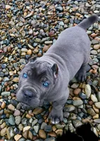 Juno, a  Cane Corso for sale in Washington, WA – Photo 1 of 3