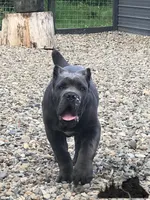 Juno, a  Cane Corso for sale in Washington, WA – Photo 2 of 3
