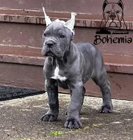 Oscar, a  Cane Corso for sale in Washington, WA – Photo 2 of 4