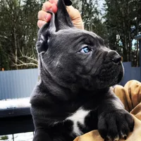 Oscar, a  Cane Corso for sale in Washington, WA – Photo 1 of 4