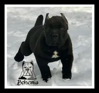 Oscar, a  Cane Corso for sale in Washington, WA – Photo 4 of 4