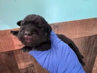 Elenor, a female Cane Corso for sale in Washington, WA – Photo 2 of 3